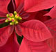 poinsettia