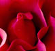 rose6