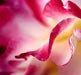 rose8